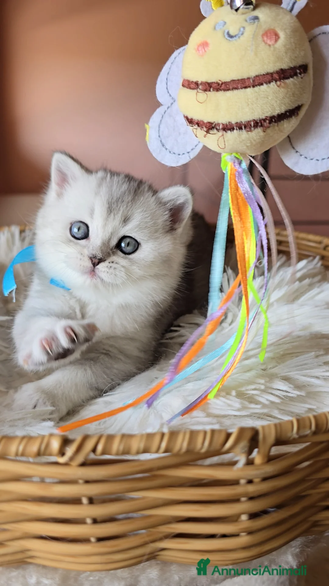 Scottish gatti in vendita: Scottish Fold e straight silver - Annuncio 1