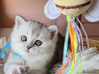 Scottish gatti Scottish Fold e straight silver - Annuncio 2