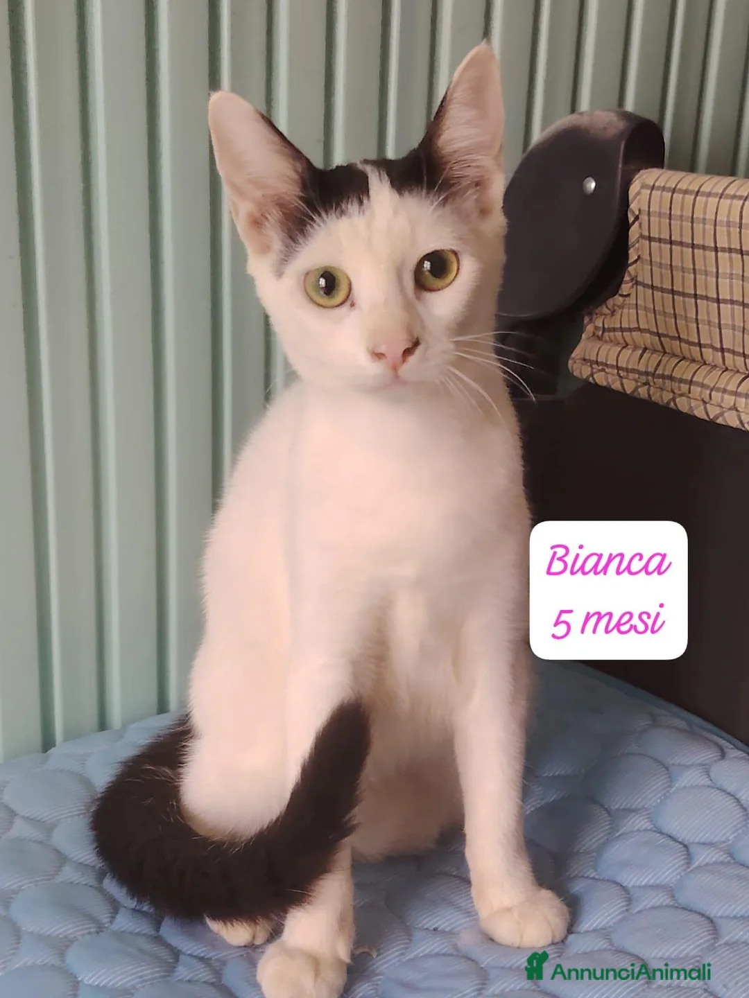 Altre razze gatti in regalo: Tanti gattini desiderosi di trovare famiglia  a Provincia di Bergamo - Annuncio 2