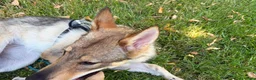 Lupo Cecoslovacco cani in regalo: Freya bellissima cucciola di lupo cecoslovacco a Provincia di Padova - Annuncio 6