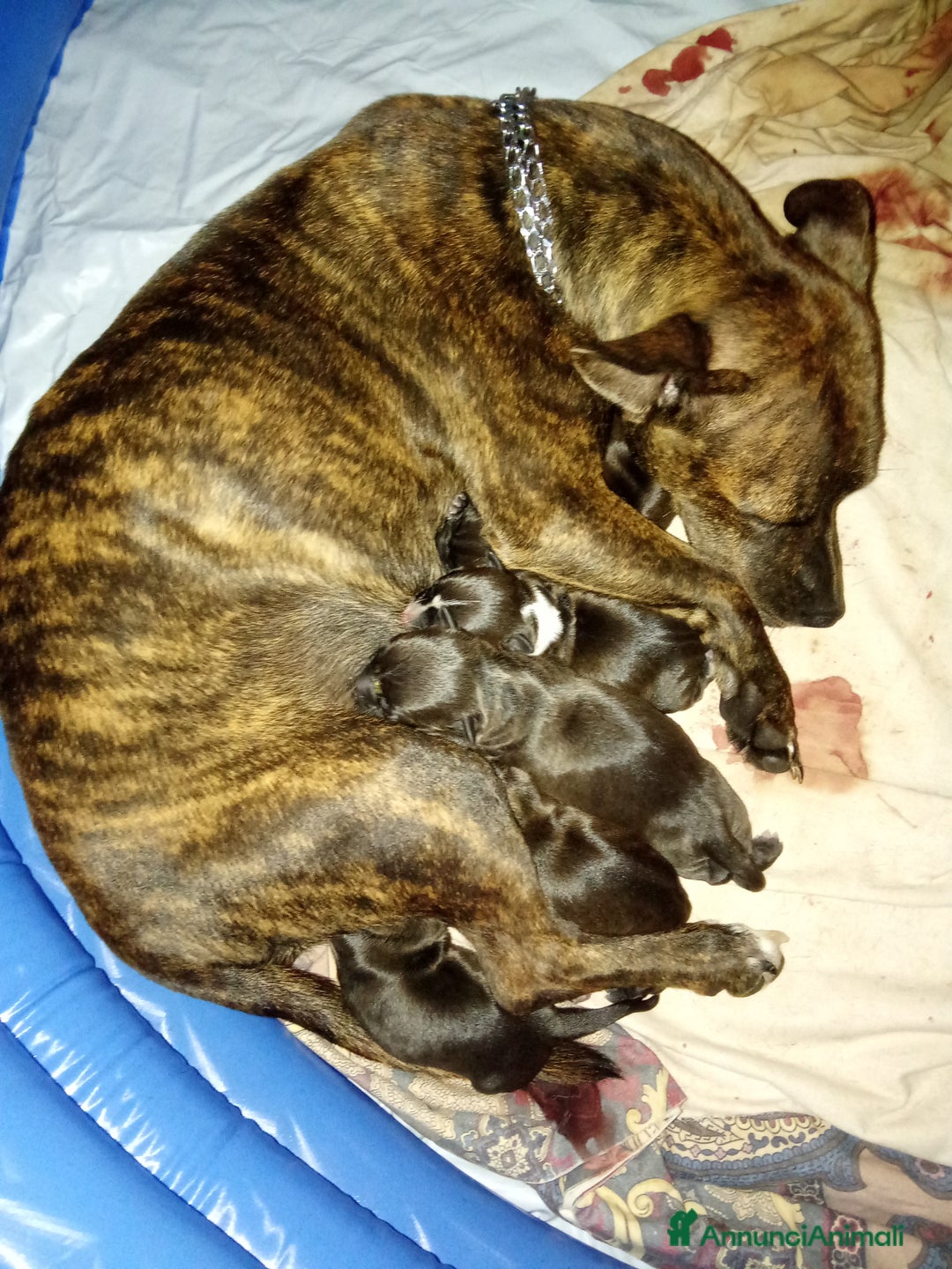 American Staffordshire cani in vendita: Amstaff  - Annuncio 2