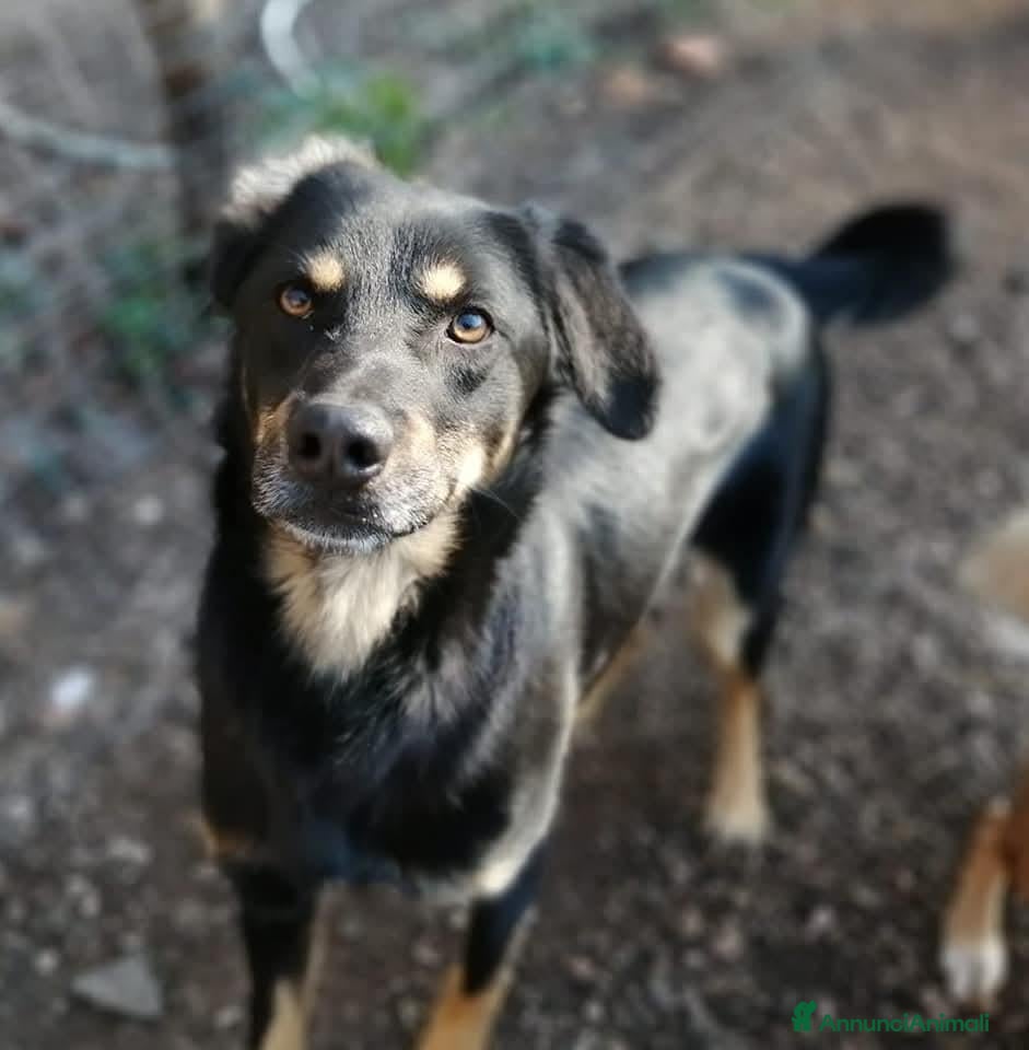 Meticcio cani Dolce, buono, 17 chili, 7 anni - Annuncio 34