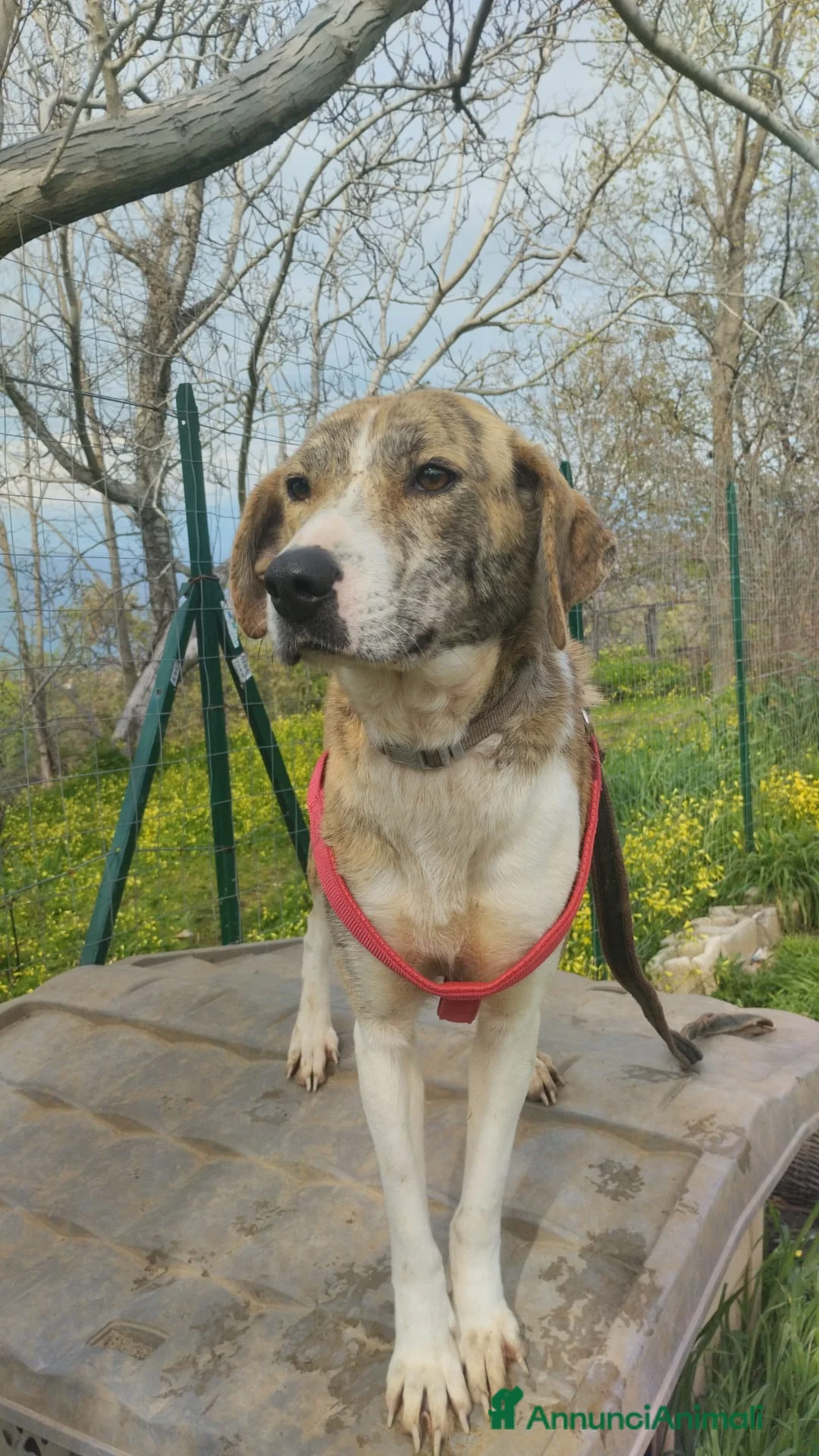 Meticcio cani in regalo: DOLCISSIMA TERRY  a Città Metropolitana di Bologna - Annuncio 1