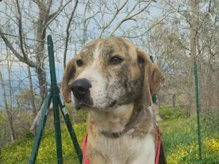 Meticcio cani DOLCISSIMA TERRY - Annuncio 9