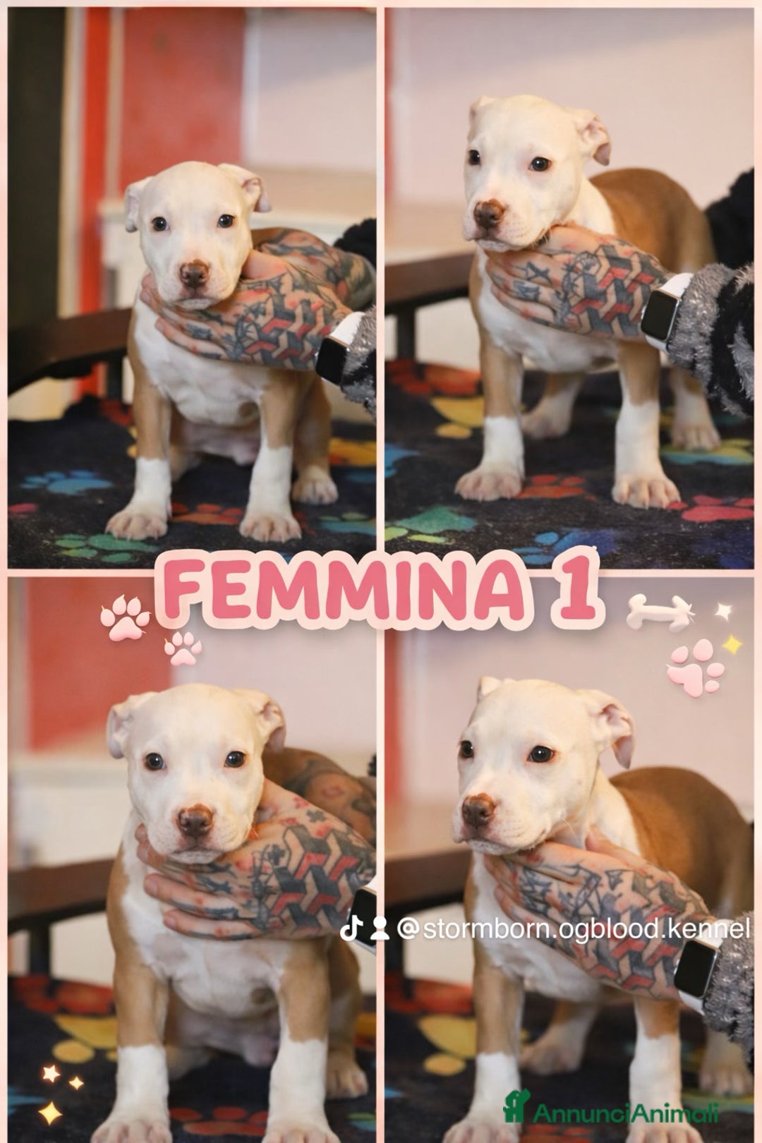 Pitbull cani in vendita: Cuccioli di Pit Bull con pedigree anche a rate - Annuncio 3