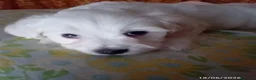 Maltese cani in vendita: Coppia di cagnolini maltesi a Città metropolitana di Reggio Calabria - Annuncio 2