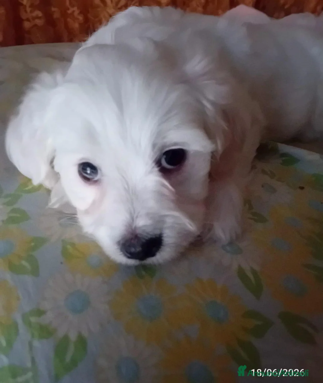 Maltese cani in vendita: Coppia di cagnolini maltesi a Città metropolitana di Reggio Calabria - Annuncio 2