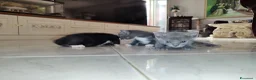 Meticcio gatti in regalo: Regalo Gattini a Città Metropolitana di Napoli - Annuncio 2