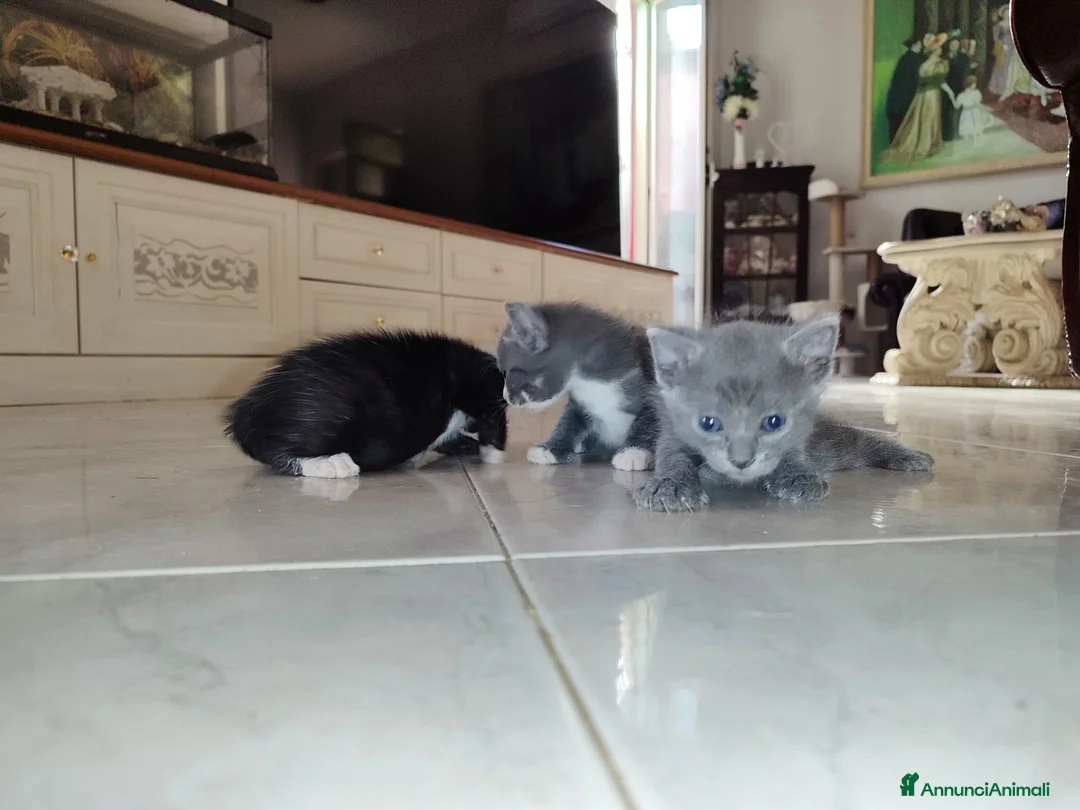Meticcio gatti in regalo: Regalo Gattini a Città Metropolitana di Napoli - Annuncio 2