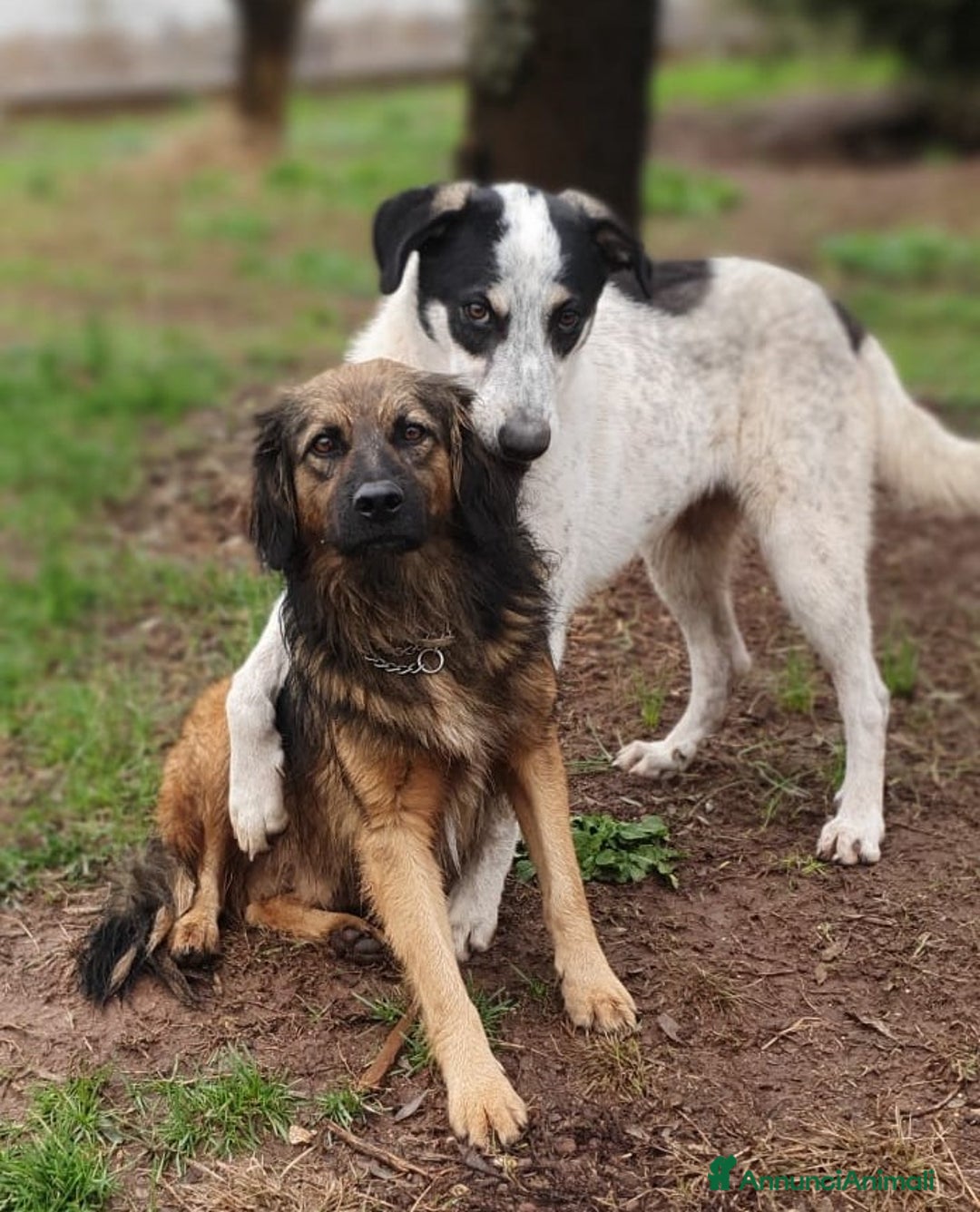 Meticcio cani in regalo: CESARE un futuro da riscrivere con il cuore a Pomezia - Annuncio 6