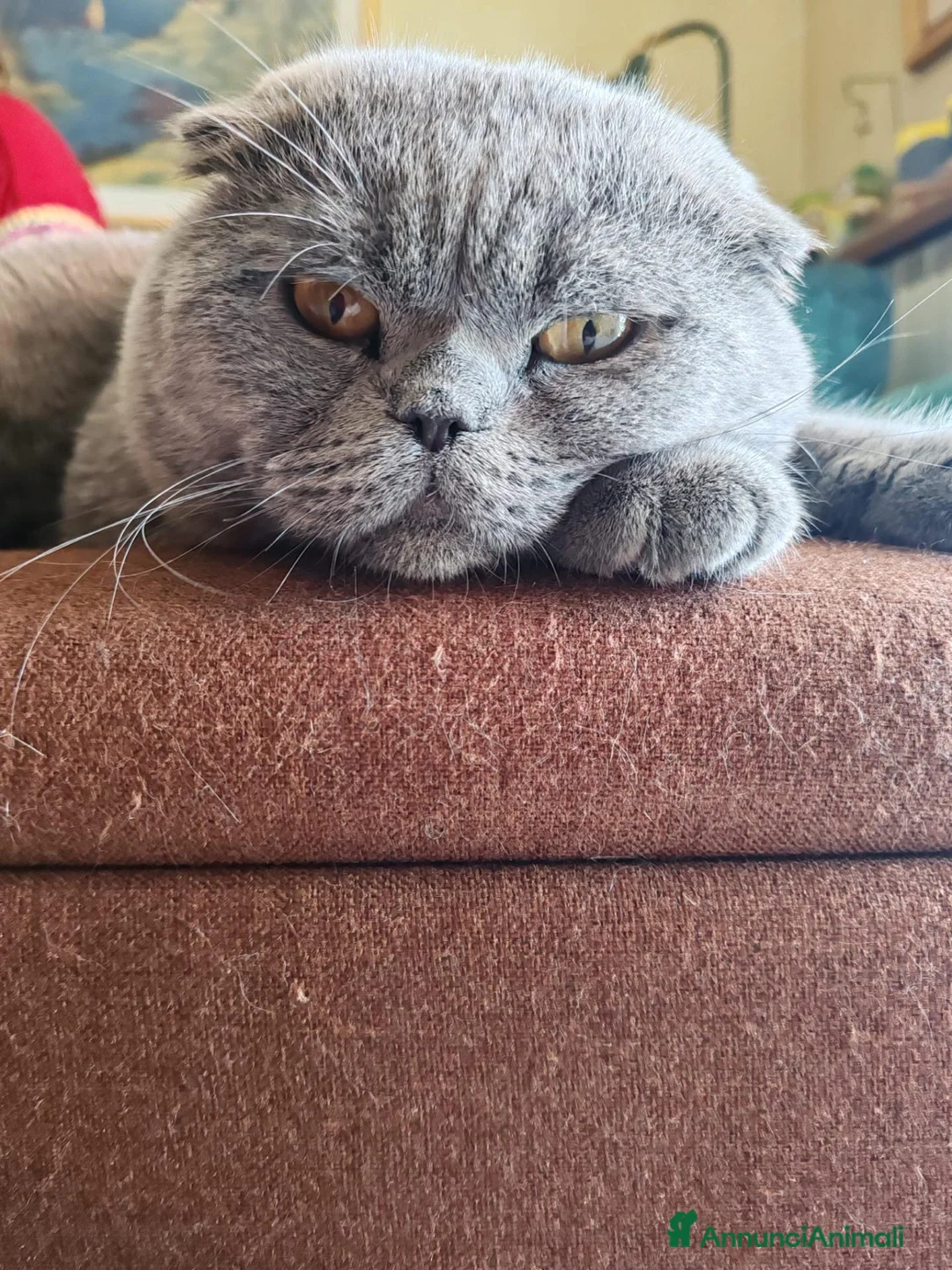 Scottish gatti in vendita: Cucciolo Gatto Scottish Fold Giocoso a Provincia di Viterbo - Annuncio 2