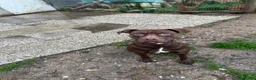 Pitbull cani in regalo: Splendida cagnolina di 2 anni cerca casa - Annuncio 3