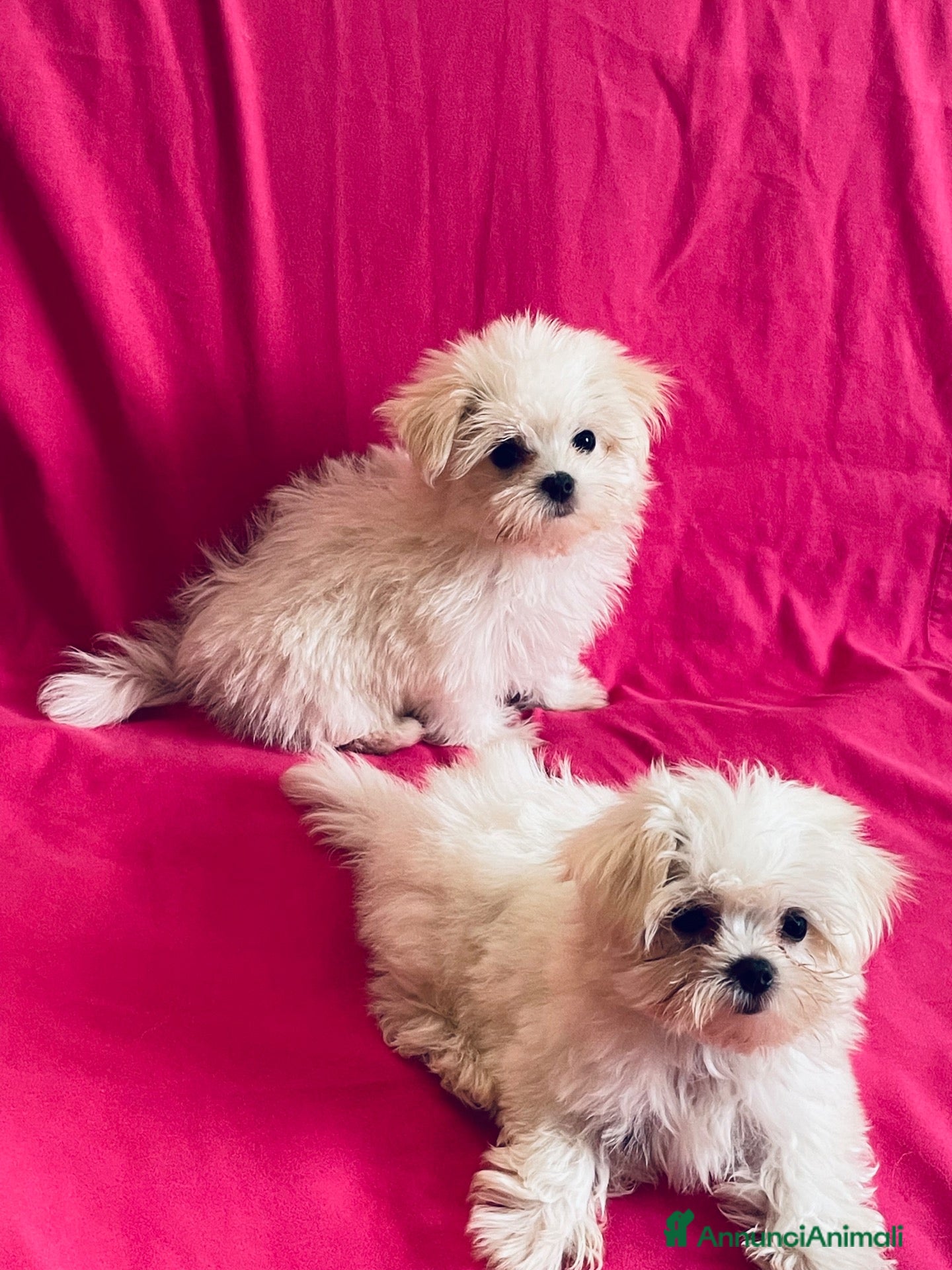 Maltese cani Cuccioli di maltese con pedigree  - Annuncio 1