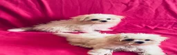 Maltese cani in vendita: Cuccioli di maltese con pedigree  a Provincia di Padova - Annuncio 1