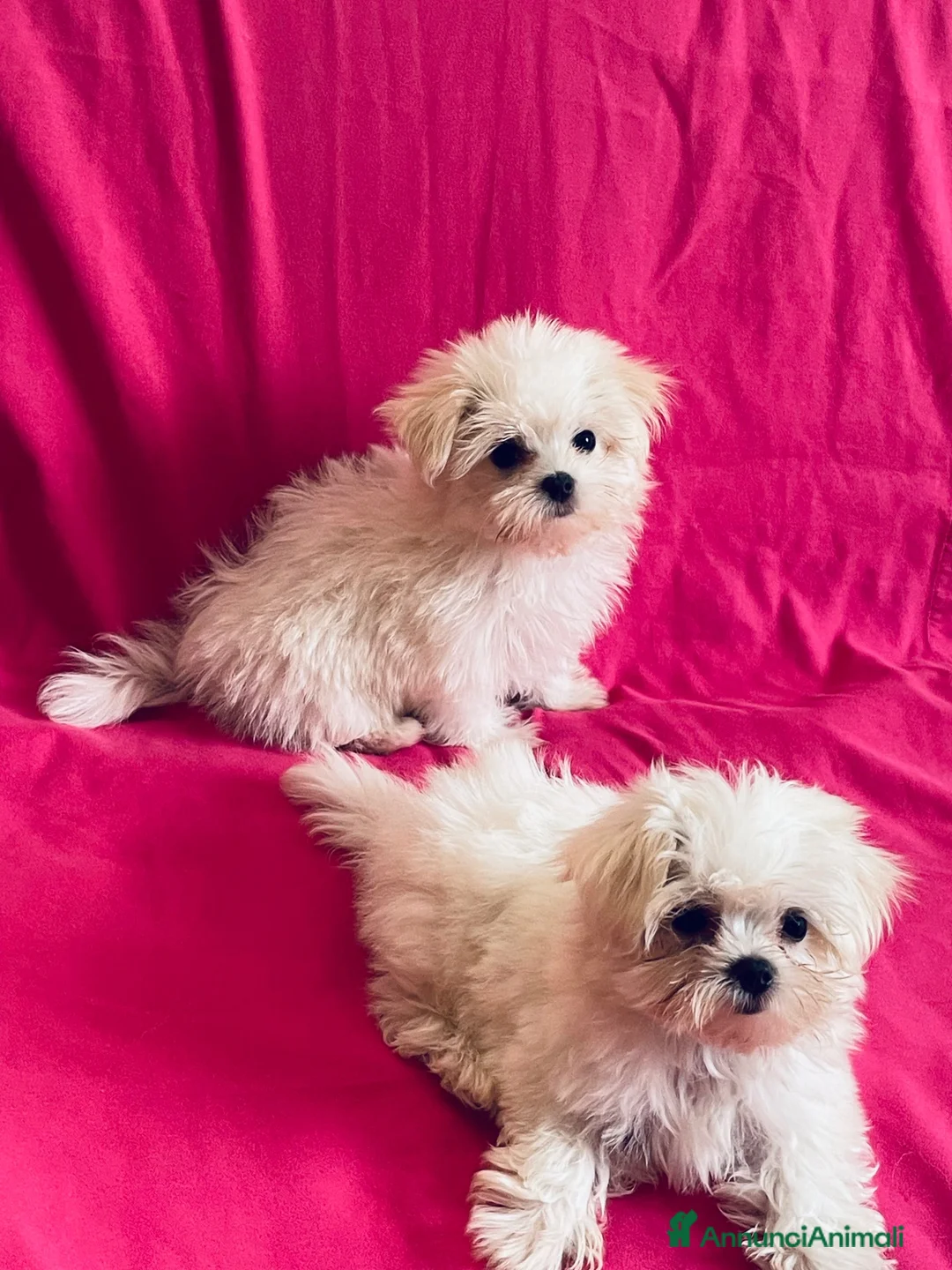 Maltese cani in vendita: Cuccioli di maltese con pedigree  a Provincia di Padova - Annuncio 1