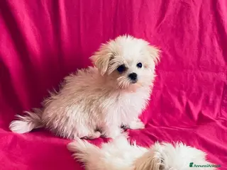 Maltese cani Cuccioli di maltese con pedigree - Annuncio 1