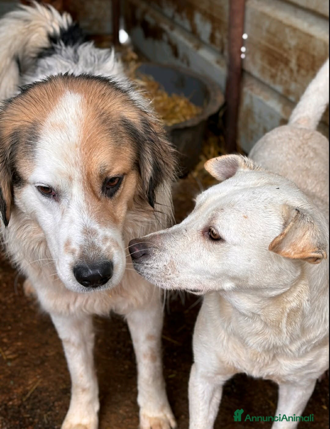 Meticcio cani in regalo: ARAMIS, cagnolone dalla bontà unica! - Annuncio 6