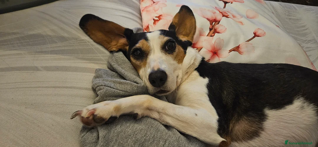 Meticcio cani in regalo: CUCCIOLI TENERISSIMI SENZA CASA  a Provincia di Modena - Annuncio 2