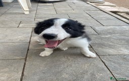 Border Collie cani in vendita: Cuccioli Border Collie Femmine  a Città metropolitana di Roma Capitale - Immagine 4