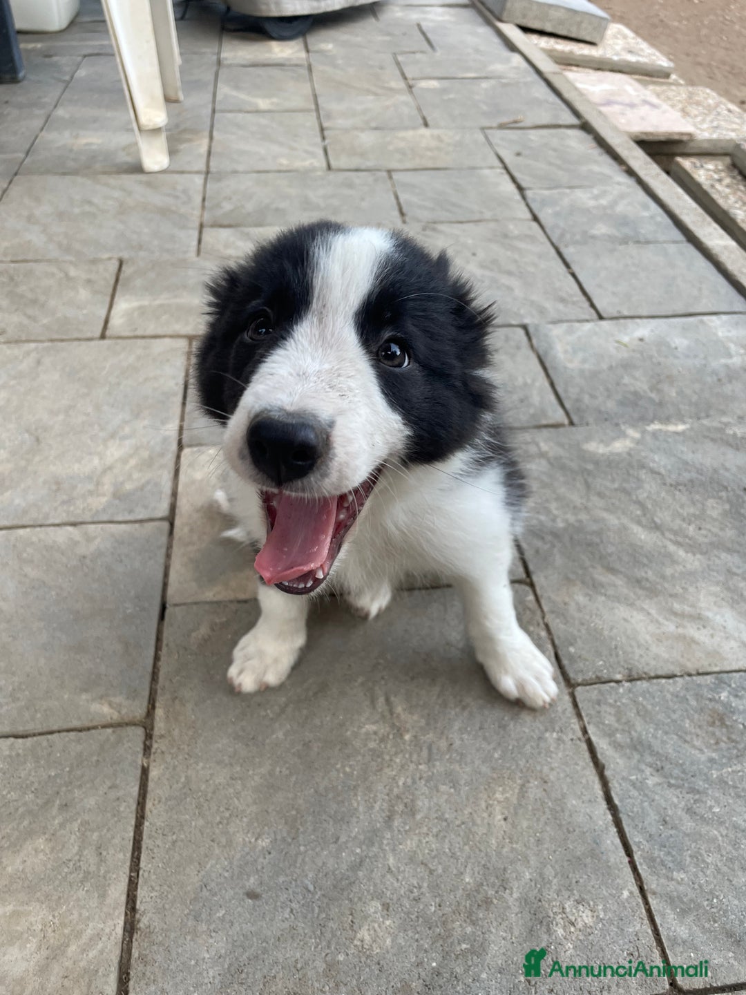 Border Collie cani in vendita: Cuccioli Border Collie Femmine  a Città metropolitana di Roma Capitale - Immagine 4