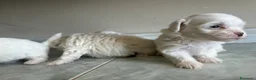 Maltese cani in vendita: Vendo maltesi - Annuncio 1