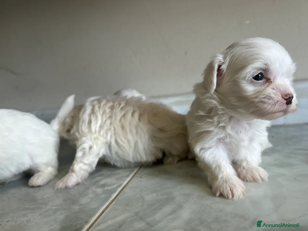 Maltese cani in vendita: Vendo maltesi - Annuncio 1