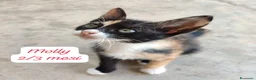 Altre razze gatti in regalo: Gattini desiderosi di trovare famiglia  a Provincia di Prato - Annuncio 1