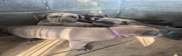 Cane Corso cani in vendita: Cane corso - Annuncio 6