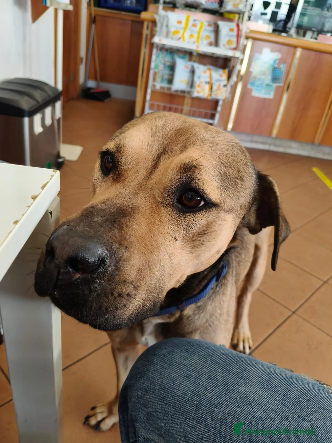 Meticcio cani in regalo: BOBBY CUOREAMORE CERCA  FAMIGLIA - Annuncio 17