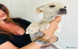 Altre razze cani in regalo: NERINO E BIANCHINO - Immagine 3