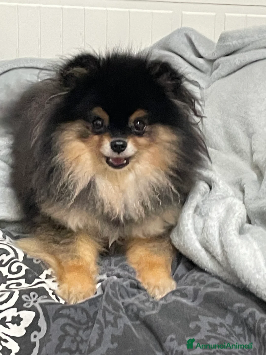 Immagine della galleria {{count}}