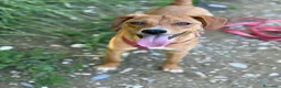 Meticcio cani in regalo: NATALIE, cucciola DOLCISSIMA! Tg medio piccola - Annuncio 9