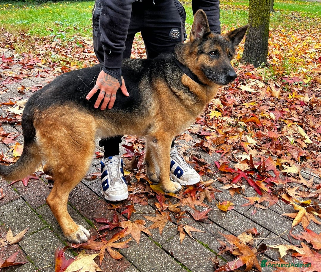Pastore Tedesco cani in regalo: FEDERICA PASTORE TEDESCO - Annuncio 4