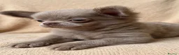 Chihuahua cani in vendita: Cucciola lilac pelo lungo pedigree enci - Annuncio 2