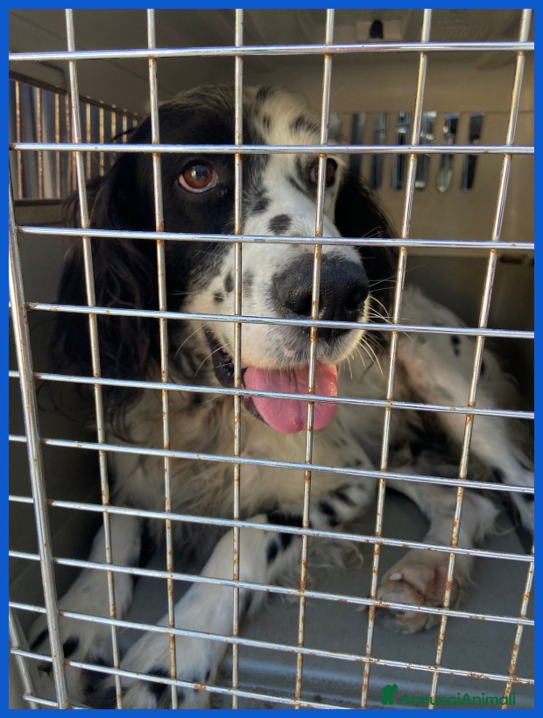 Setter Inglese cani in regalo: MADAGASCAR, SETTER SFORTUNATO FINITO IN GABBIA... a Città metropolitana di Milano - Annuncio 2