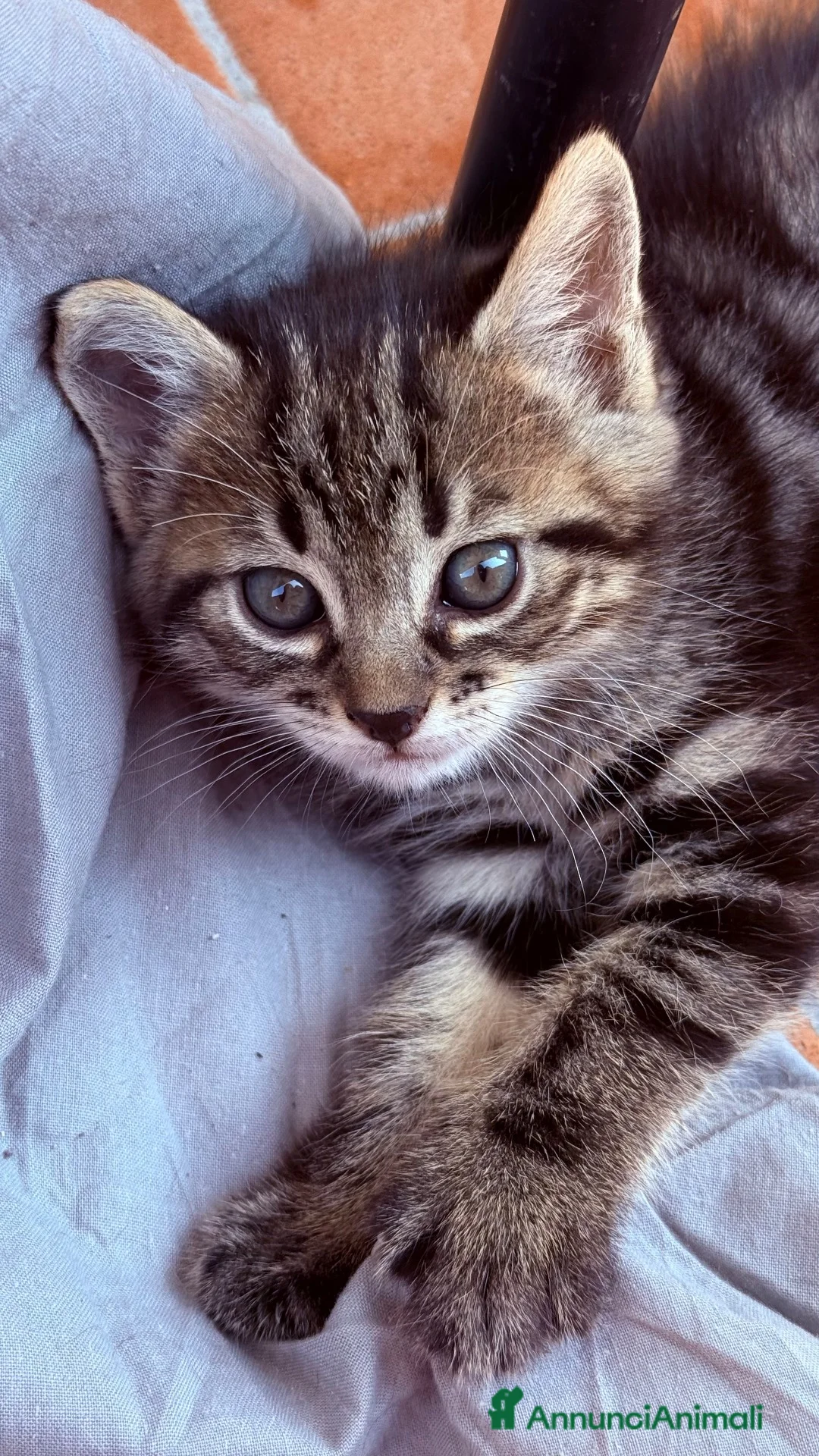 Altre razze gatti in vendita: 🩷🩷GATTINI🩷🩷Piccolini💓 Disponibile da NOVEMBRE - Annuncio 2