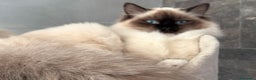 Ragdoll gatti in vendita: Cuccioli Ragdoll con pedigree  - Annuncio 3