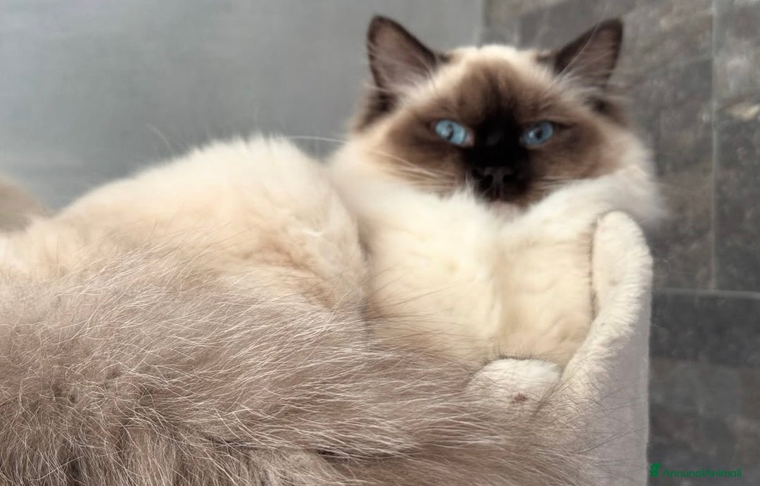 Ragdoll gatti in vendita: Cuccioli Ragdoll con pedigree  - Annuncio 3