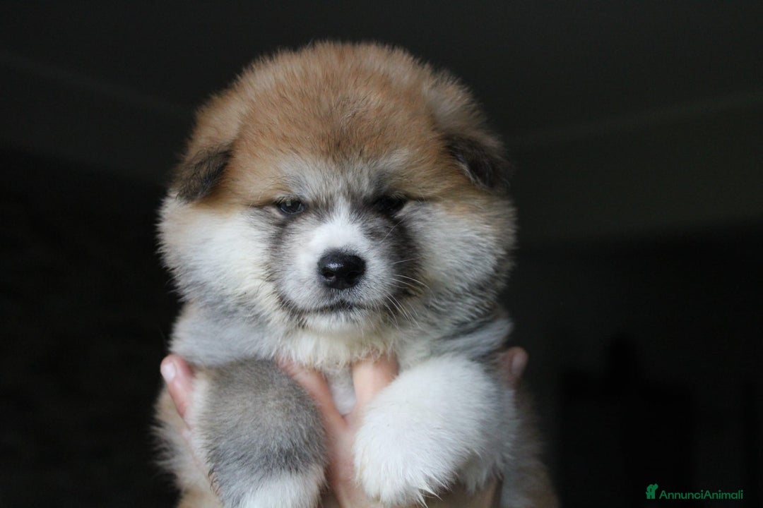 Akita Inu cani in vendita: CUCCIOLI AKITA INU LOMBARDIA  a Province of Como - Immagine 11