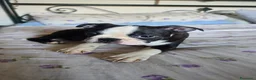 Boston Terrier cani in vendita: Cucciolo Boston Terrier - Annuncio 6