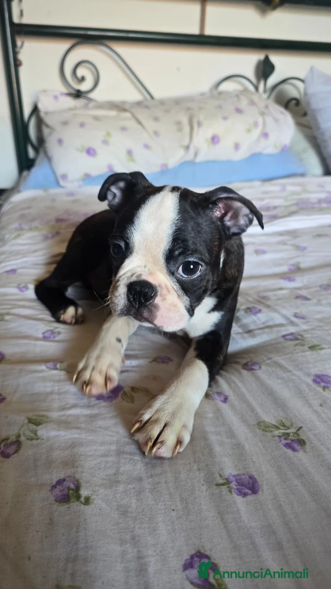 Boston Terrier cani in vendita: Cucciolo Boston Terrier - Annuncio 6