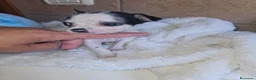 Chihuahua cani in vendita: Chihuahua toy  a Città metropolitana di Milano - Annuncio 8