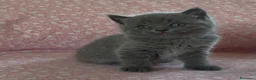 Scottish gatti in vendita: Scottish fold e straight  - Annuncio 18
