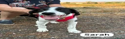 Meticcio cani in regalo: Sarah a Libero consorzio comunale di Siracusa - Annuncio 4