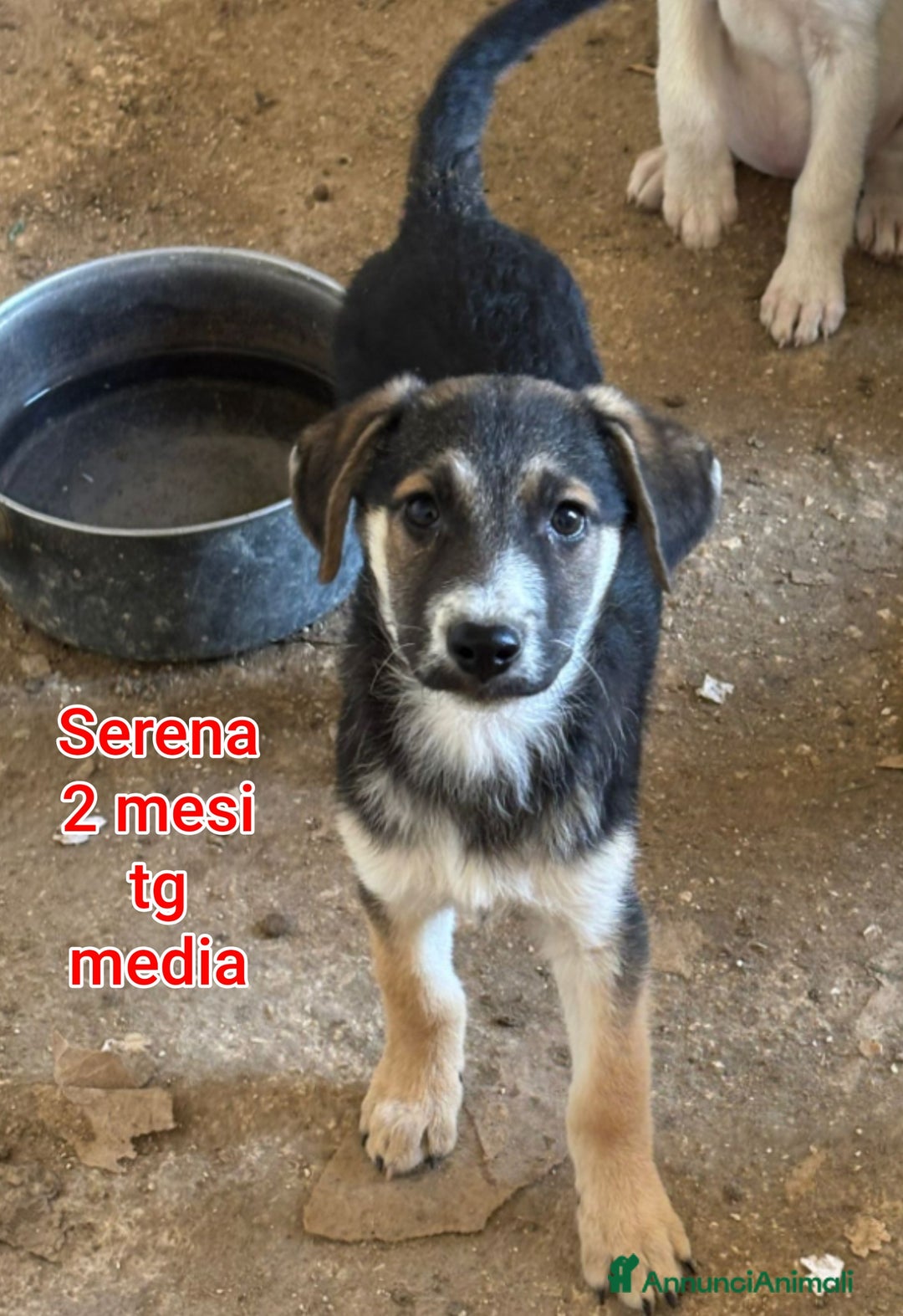 Meticcio cani in regalo: CUCCIOLI SOLI ED ESCLUSI! - Annuncio 4