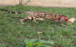 Bengala gatti in vendita: Cucciola Bengala 🥰 - Annuncio 4