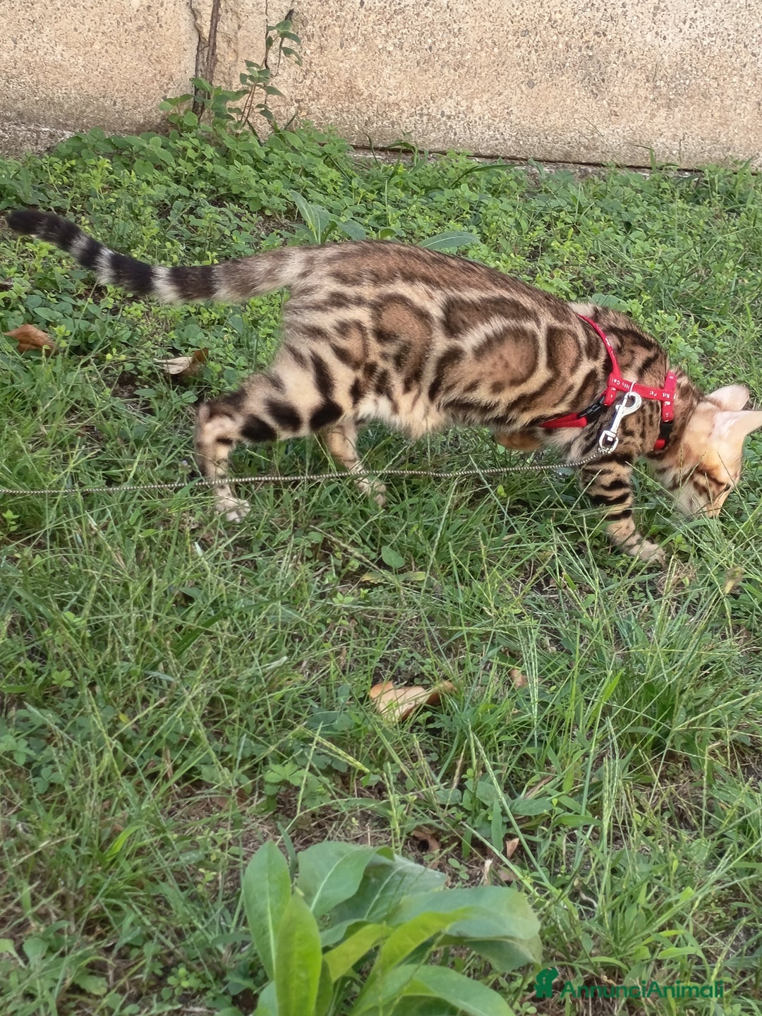 Bengala gatti in vendita: Cucciola Bengala 🥰 - Annuncio 4