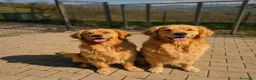 Golden Retriever cani in vendita: Golden retriever americani 100% - Annuncio 6