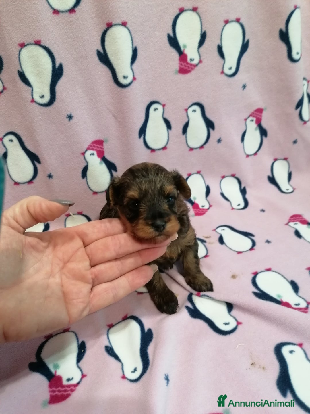 Meticcio cani in vendita: Yorkiepoo cuccioli - Annuncio 7