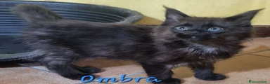 OMBRA il sogno di Lola